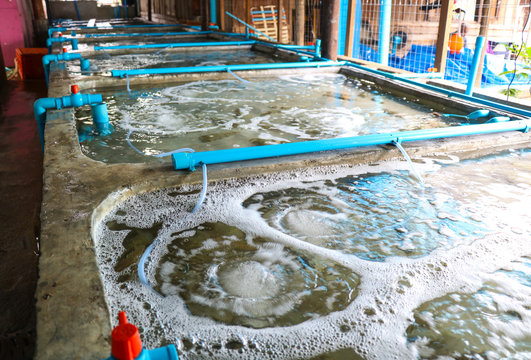 Pond shrimp closed system, shrimp farm, prawn farming with with aerator pump oxygenation water,  Fish hatchery pond 