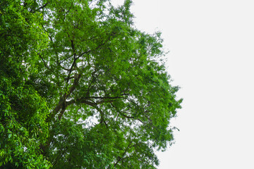branches and green leaves on sky background, Green leaves on blue sky background bottom view