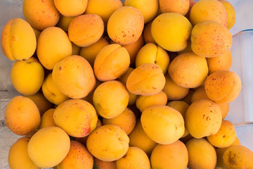 pile of fresh apricots
