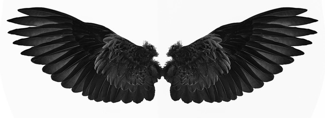 close-up black wings isolated on a white