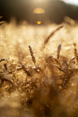 Summer background with field of golden wheat close up.