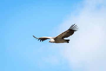 Fototapeta na wymiar Griffon vulture in Duraton Canyon Natural Park in Segovia, Spain