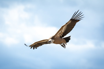 Griffon vulture in Duraton Canyon Natural Park in Segovia, Spain