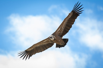Griffon vulture in Duraton Canyon Natural Park in Segovia, Spain