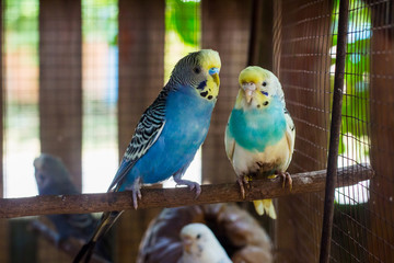 parrot on a branch