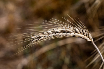 wheat and ears