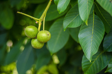 green walnut on a branch