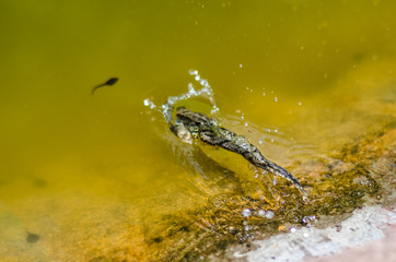 the frog jumps into the water
