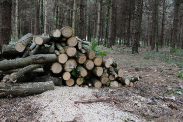 Tas de bois dans la forêt