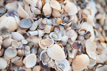 Many different light seashells on the sea coast. Close-up