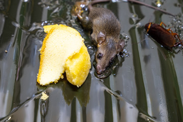 Close up Rat and cockroaches are trapped in a trap that lures them.