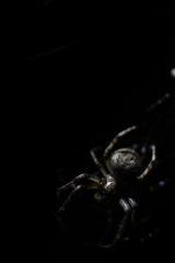 night hunting spider