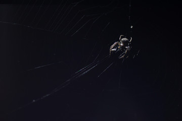 night hunting spider