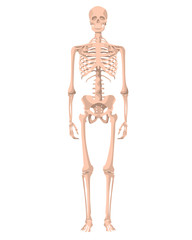 Human skeleton in front, profile and back. Vector illustration - Vector. Human anatomy