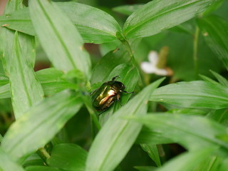 beetle on leaf