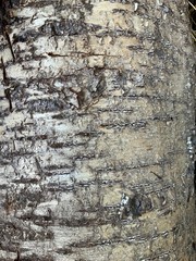 Tree bark texture for background