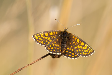 Heath fritillary butterfly Melitaea athalia sitting on a dry flower.