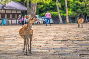 Nara - May 31, 2019: Deer in Nara deer park, Nara, Japan