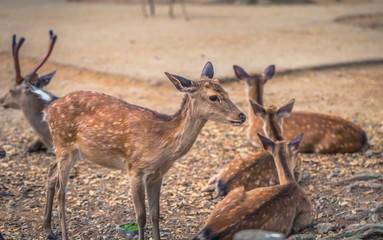 Naklejka na ściany i meble Nara - May 31, 2019: Deer in Nara deer park, Nara, Japan