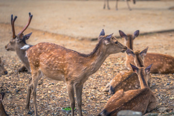 Nara - May 31, 2019: Deer in Nara deer park, Nara, Japan