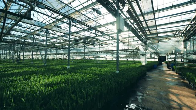 Big greenhouse with lots of growing tulip flowers.