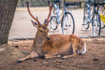 Nara - May 31, 2019: Deer in Nara deer park, Nara, Japan