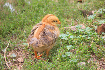 small chick in the grass in the farm