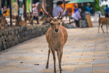 Nara - May 31, 2019: Deer in Nara deer park, Nara, Japan