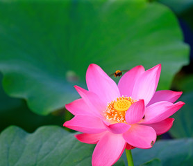 Blooming lotus, in the pond