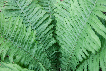 Natural summer botany background of tropical plants. Green fern leaves in the forest. For...