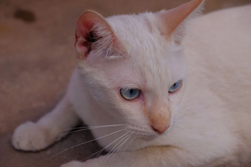 Closeup friendly cat he looking at my camera.