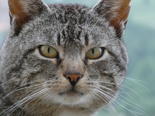 portrait of a cat