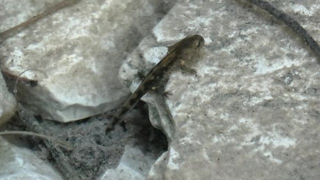 girino di salamandra pezzata