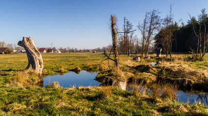 Magiczny krajobraz Podlasia, Polska. © podlaski49