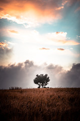 Obraz premium árbol nubes 