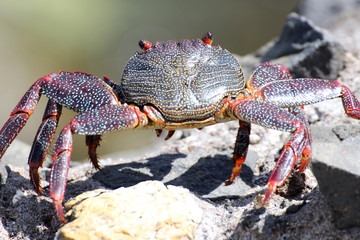 rote_Klippenkrabbe
