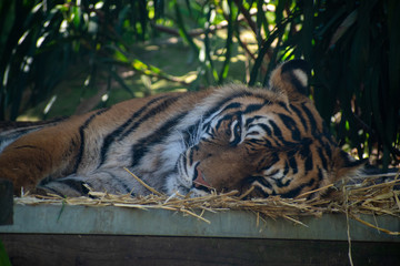 tiger in zoo
