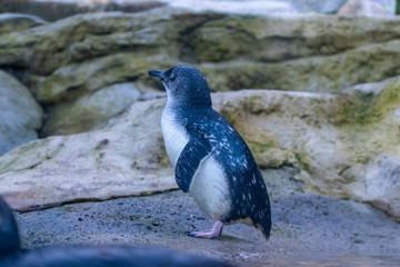 penguin on rock