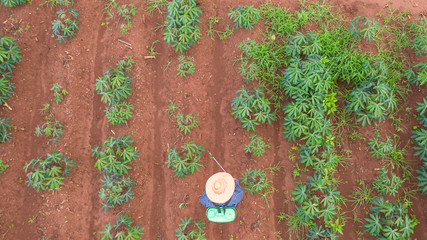 Aerial top view of farmers working at farms cassava