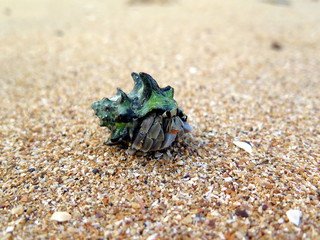 Hermit crab in its shell on the beach, Thailand