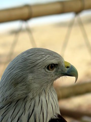 Brahminy kite also known as red-backed sea eagle, Thailand