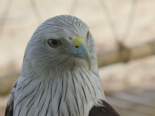 Brahminy kite also known as red-backed sea eagle, Thailand
