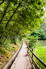 Fototapeta premium Algund, Waalweg, Wanderweg, Wasserversorgung, Wald, Weinberg, Vinschgau, Südtirol, Sommer, Italien