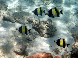 Moorish Idol on Gili Trawangan, Indonesia