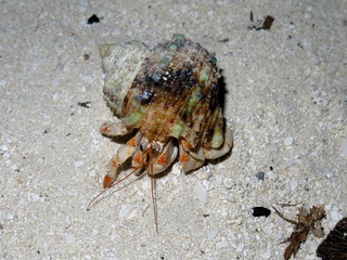 Hairy legs of a hermit crab captured on photo on Maafushi, Maldive islands
