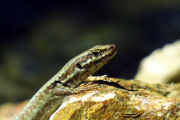 Lizard resting on a stone in the garden