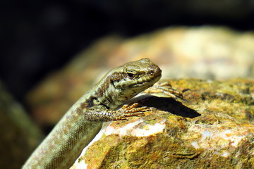 Naklejka na ściany i meble Lizard resting on a stone in the garden