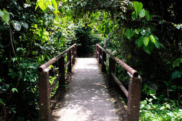 wooden bridge in the forest, Khao Yai