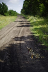 dog on a country road