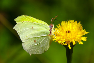Macro of a feeding butterfly